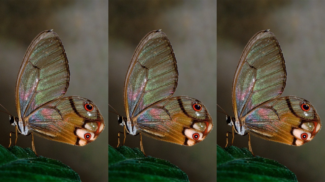 Counting Butterflies