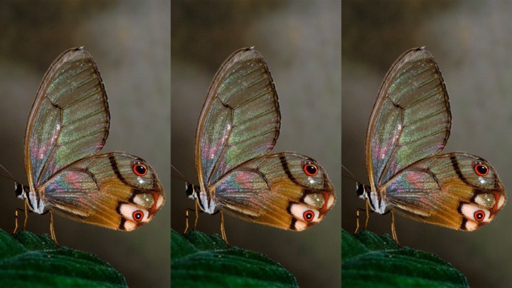 Counting Butterflies