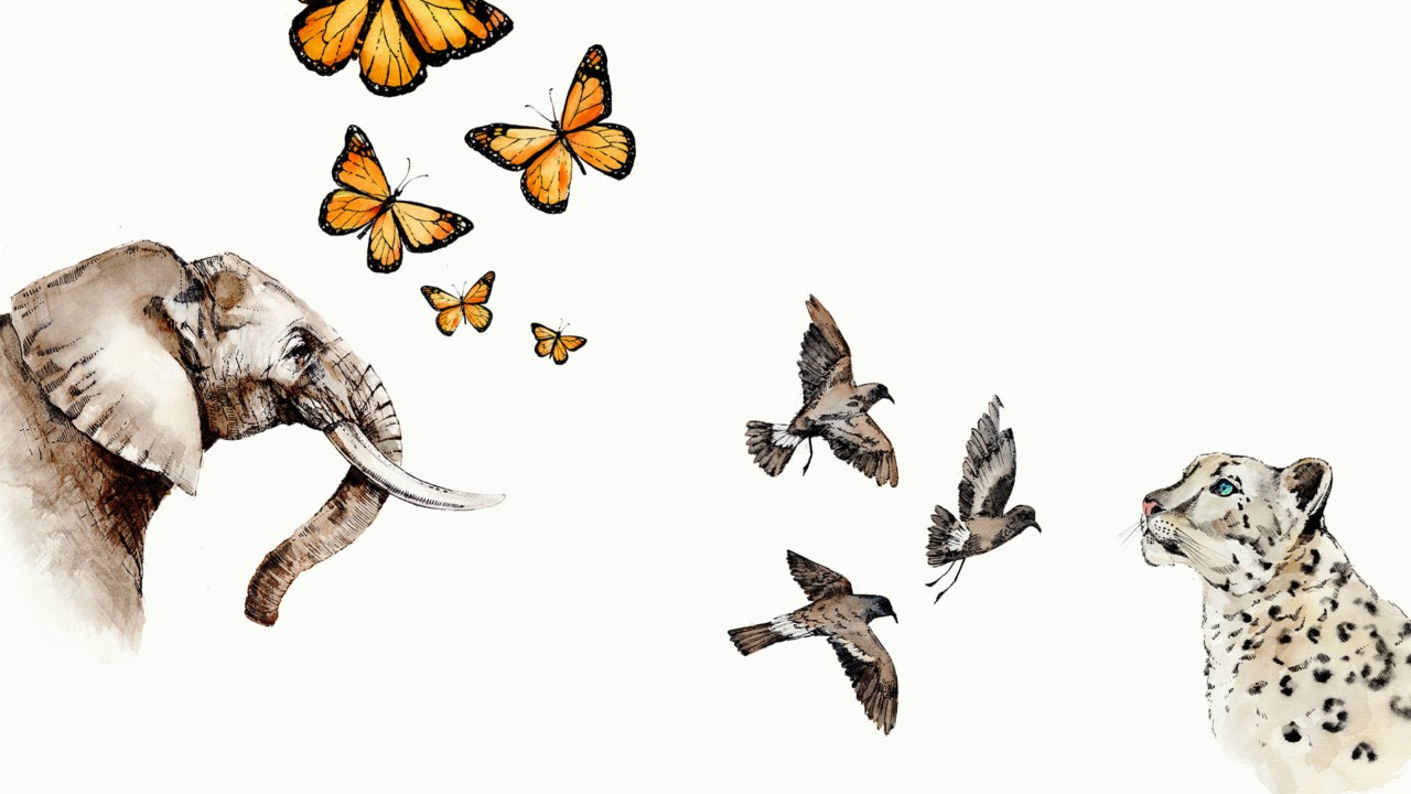 Losing a Species, Losing a Culture
