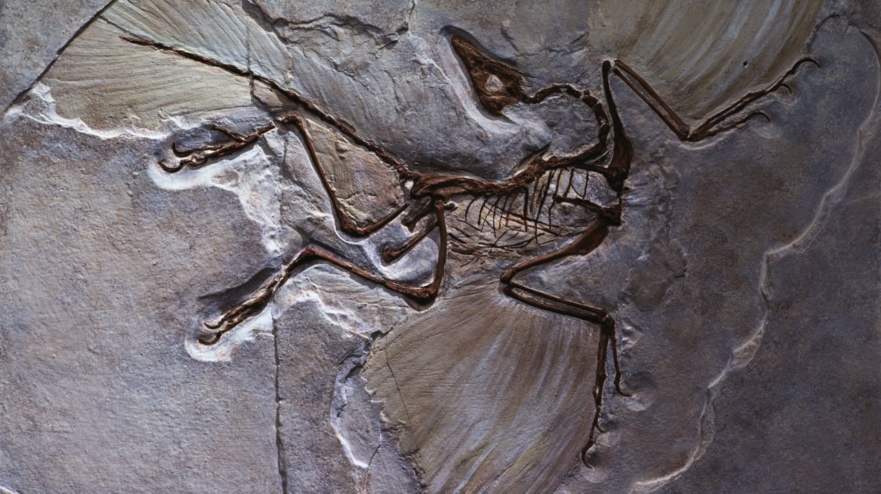 Remembering the Fossils I Never Knew