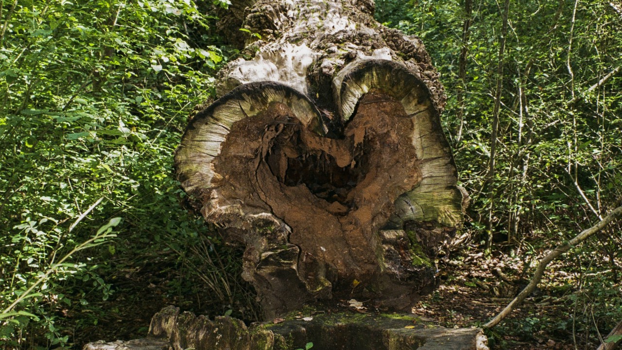 No Forest Stands Forever