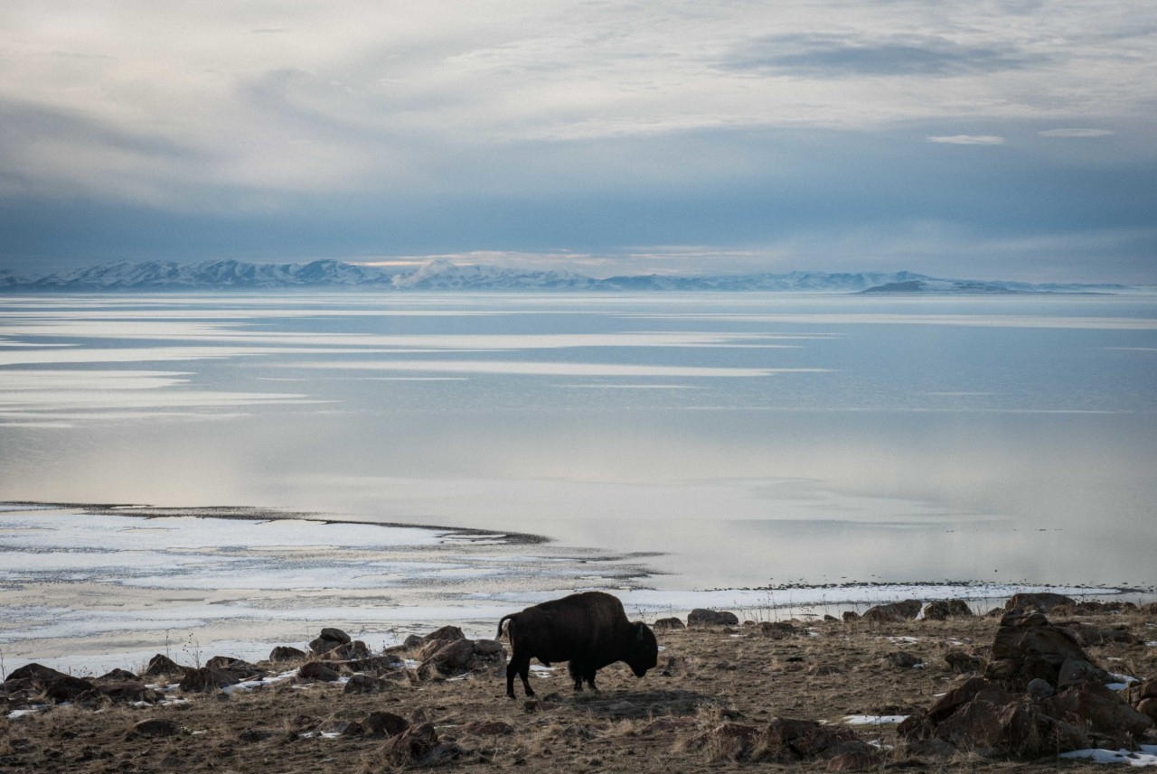 Buffalo, for the Land and the People