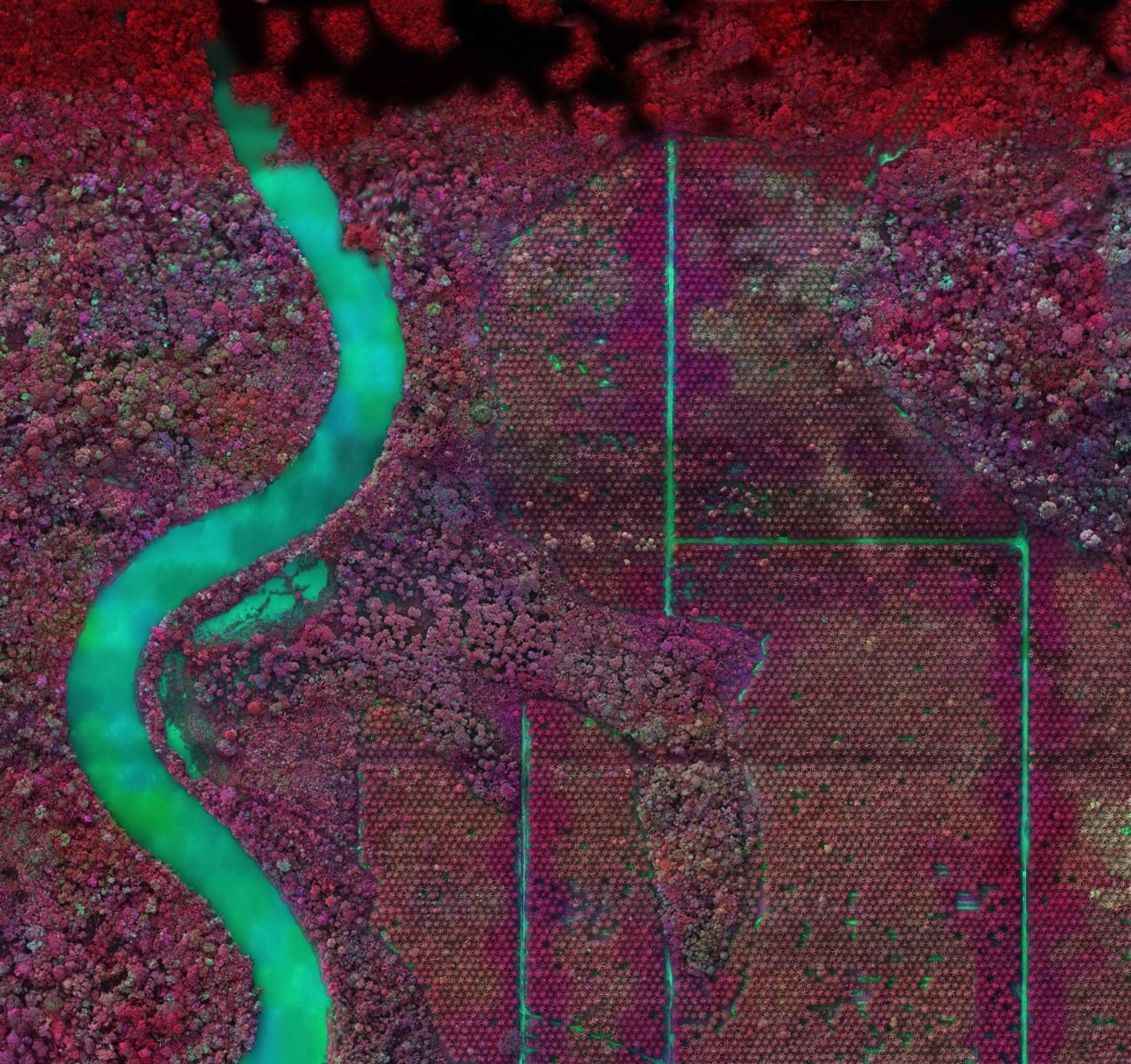 Richard Mosse: Depicting Ecological Collapse in the Amazon