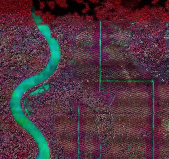 Richard Mosse: Depicting Ecological Collapse in the Amazon