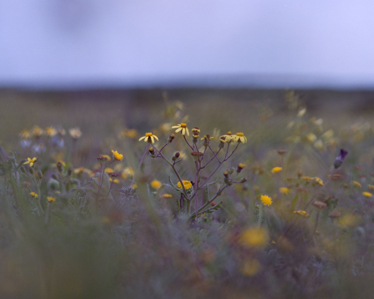 How the Flower Industry is Wilting the Planet