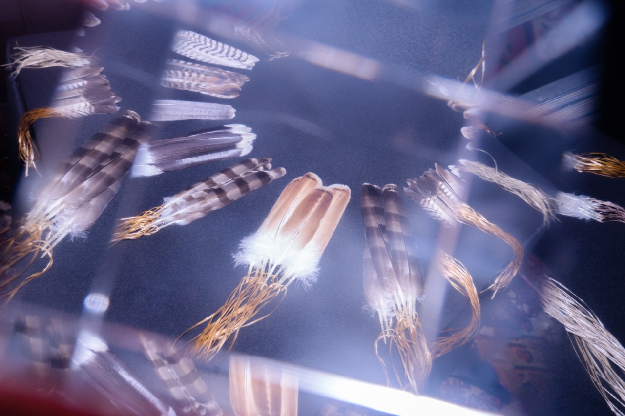 Sacred Feathers—and the Tribes That Need Them