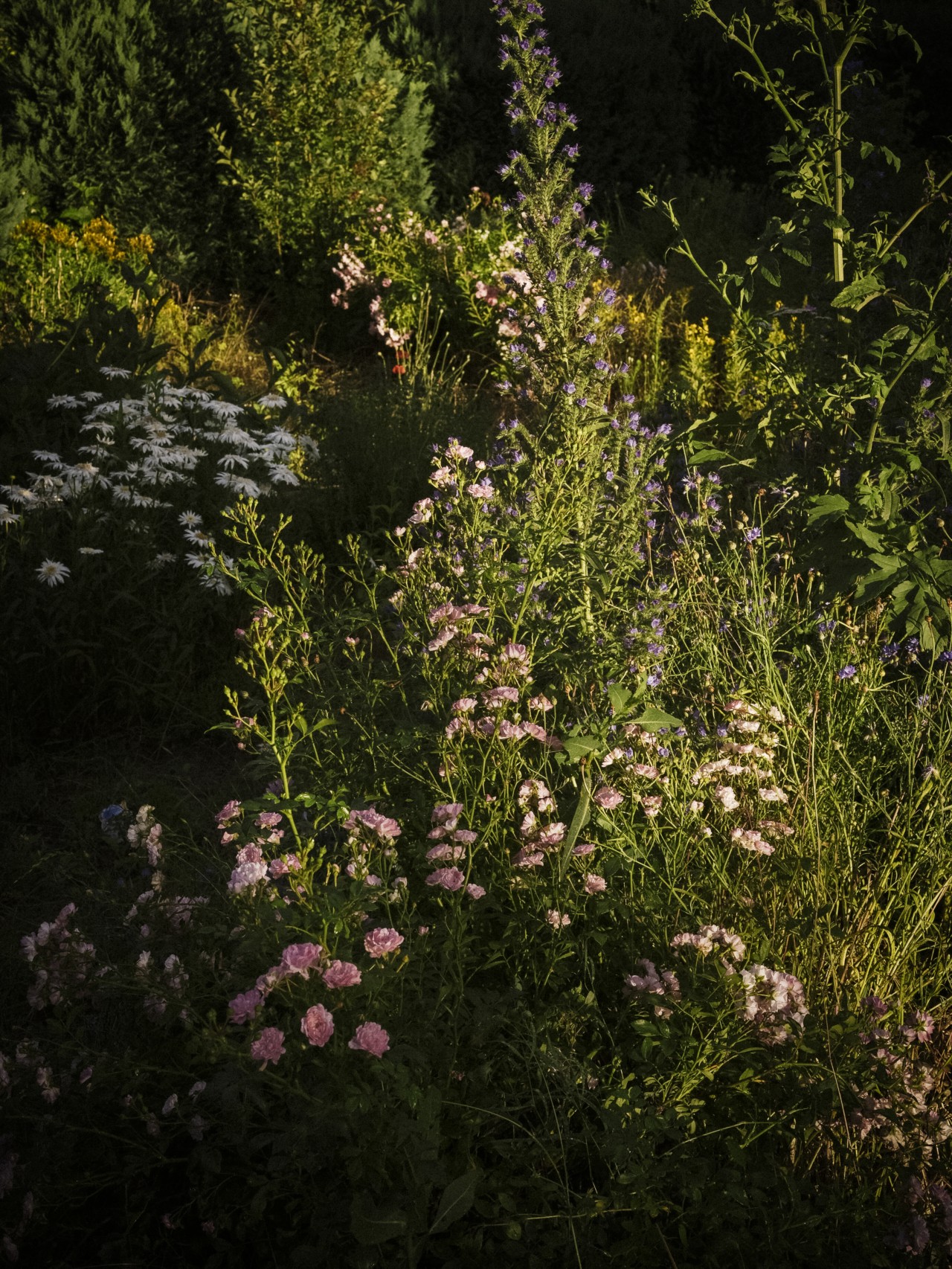 Where the Jungle and Garden Meet