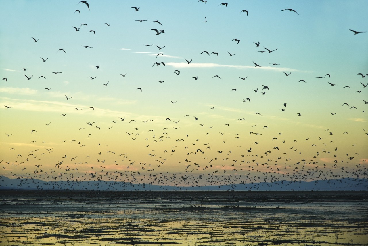 The Salton Sea’s Feral Splendor