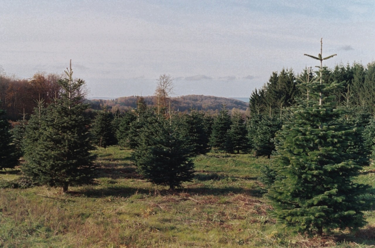 Are Christmas Trees Really the Enemy?