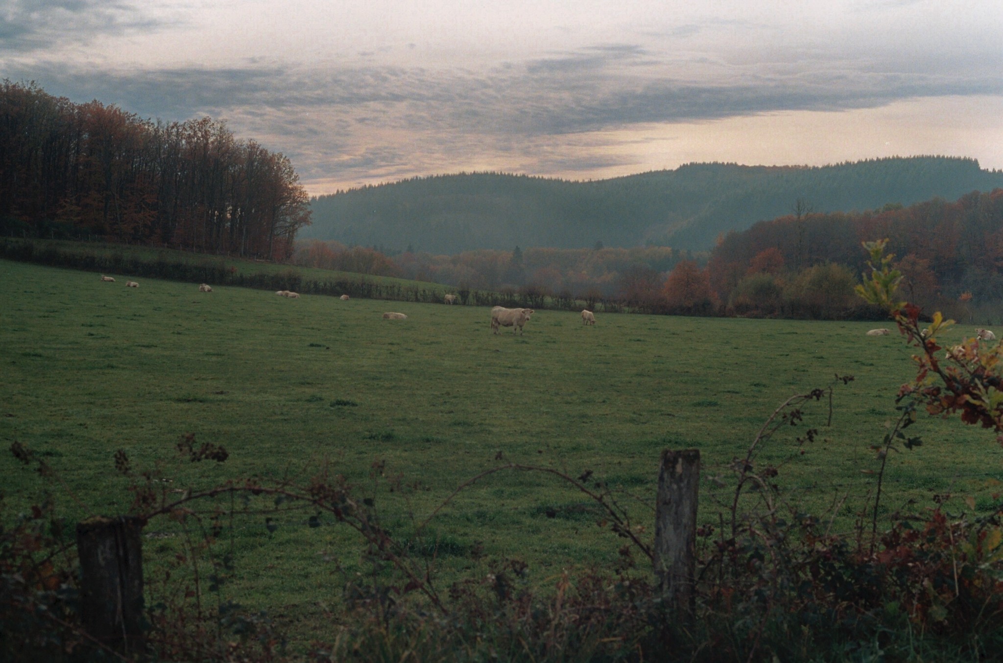 Christmas Trees' Environmental Impact Isn't So Simple Atmos