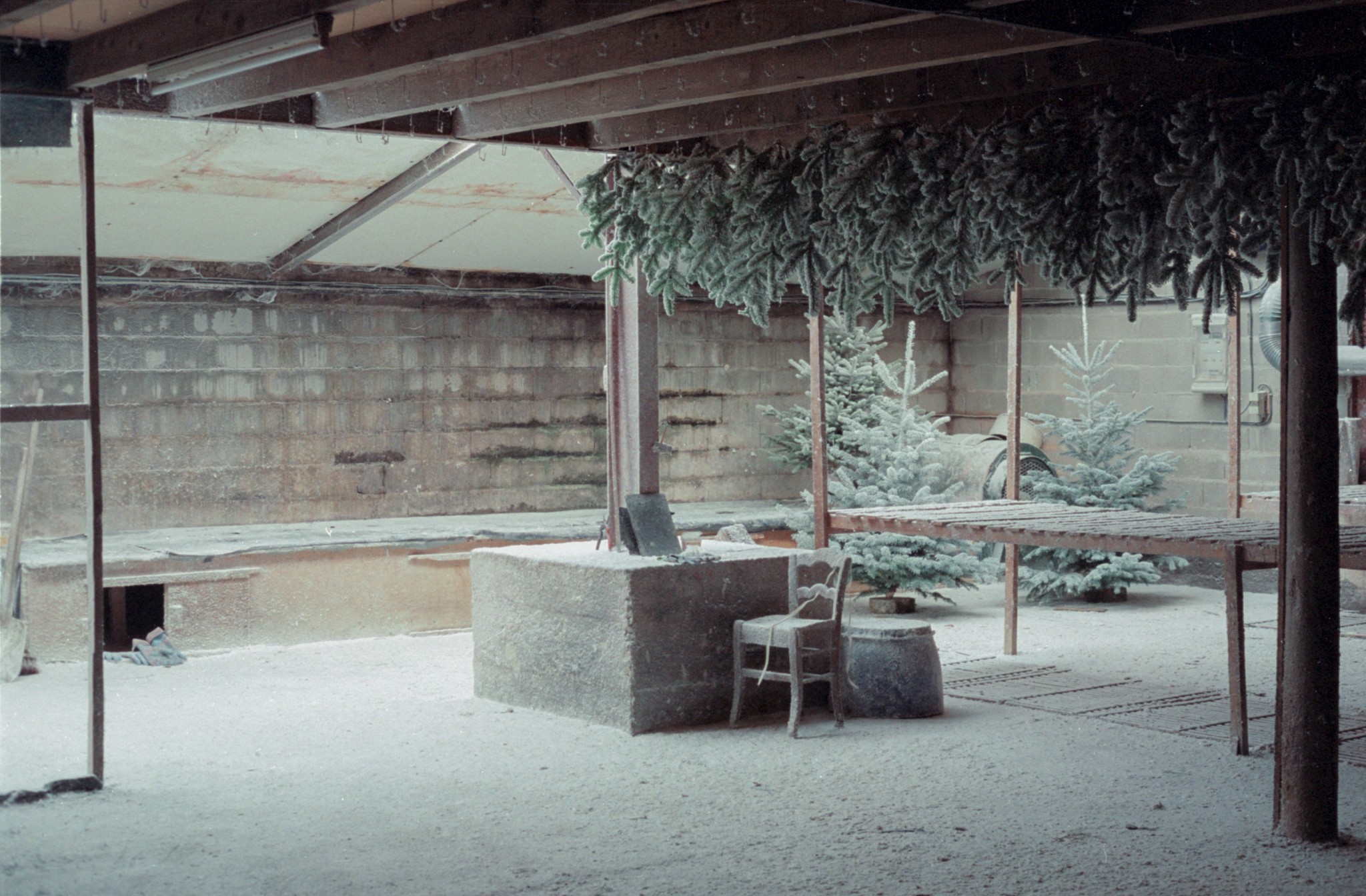 Christmas Trees' Environmental Impact Isn't So Simple Atmos