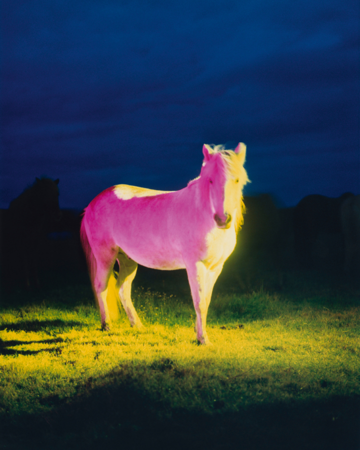 Photo of white horse lit up at night with different colors of pink and yellow