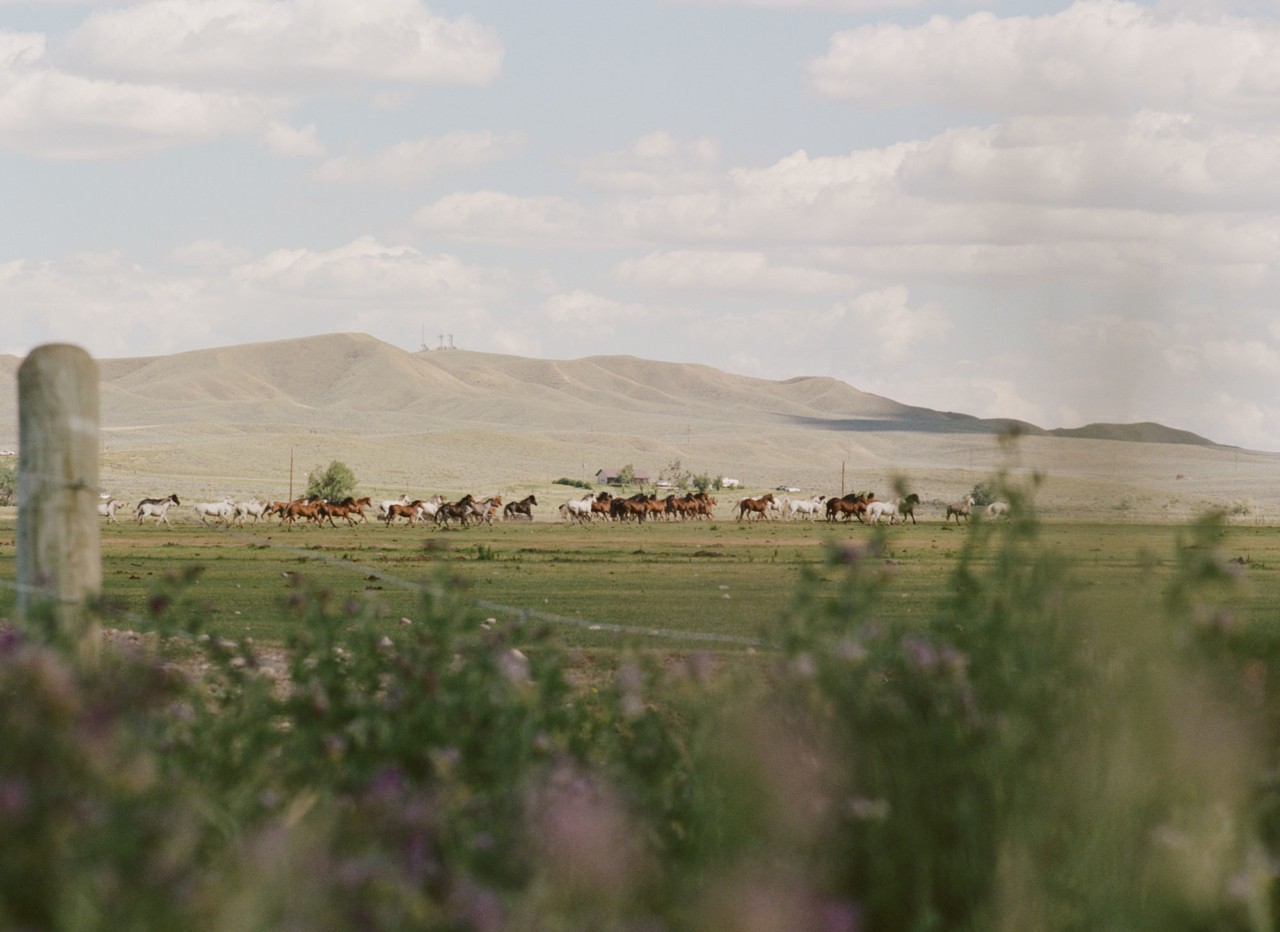 America’s Wild Horse Population Is Booming. At What Ecological Cost?