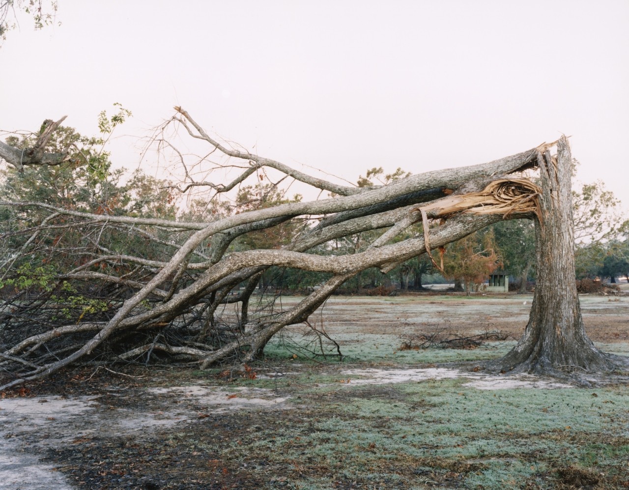 A tree whose trunk is broken, forcing the tree to fall backward