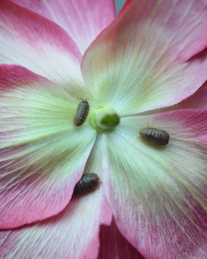 Three pill bugs sit on a pink and white flower