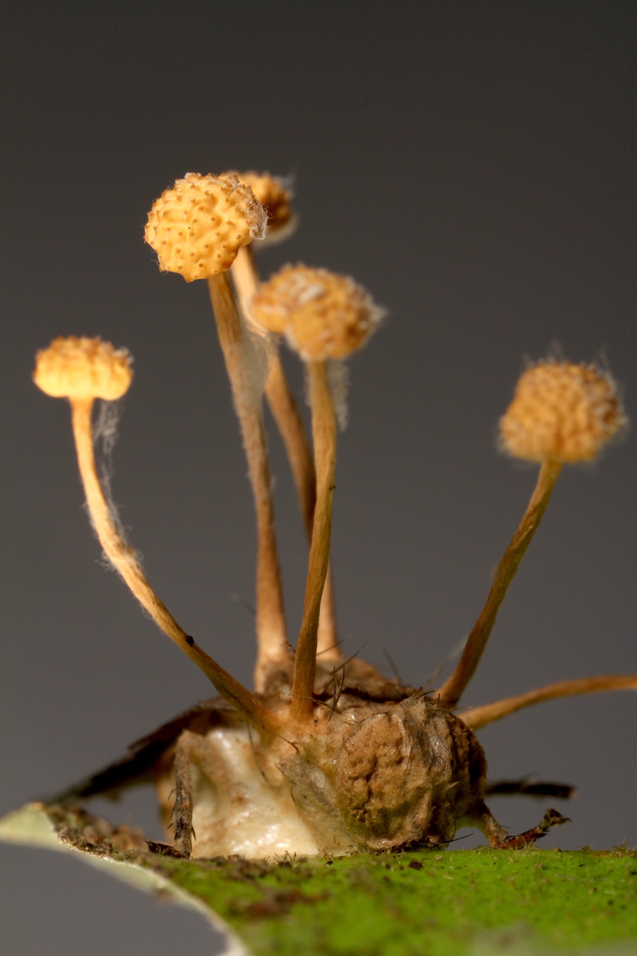 Another ant on a leaf is shown with several stalks from a parasitic fungus protruding from its body
