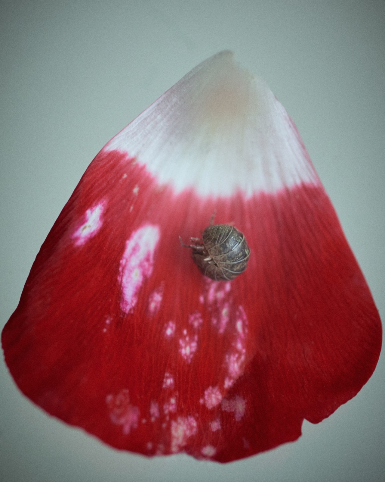 A roly-poly in its rolled form, atop a red and white flower petal