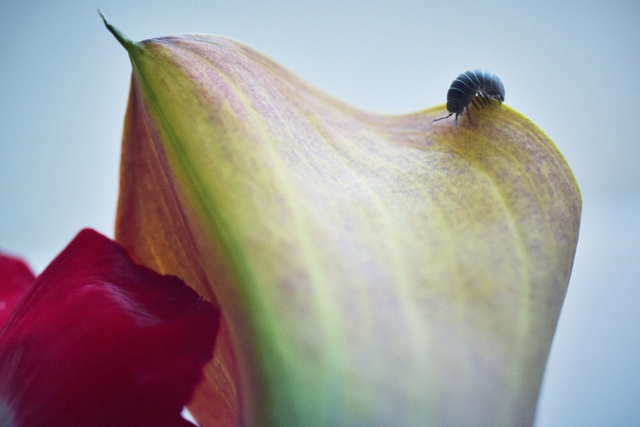 A single pill bug sits on the flower