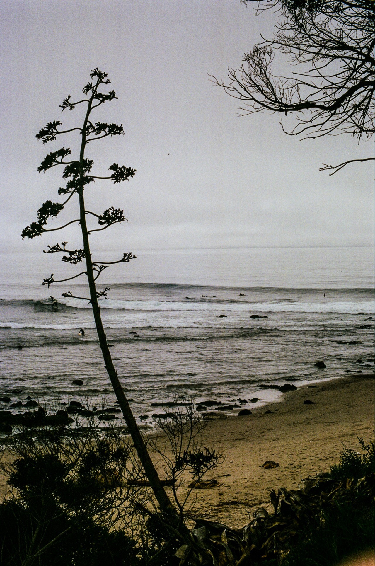 Distant side view of the shoreline and cloudy sky at a beach in California. Framed by surrounding foliage in forefront of photo.