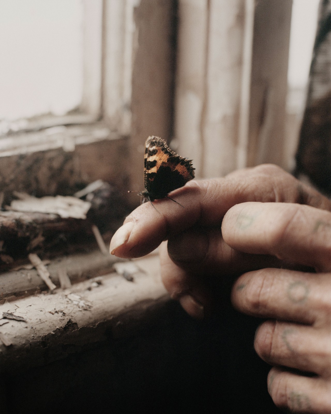 A small, orange and black butterfly sits on top of a human finger. Behind the hand and butterfly is grungy window with eroded wood along the panel.