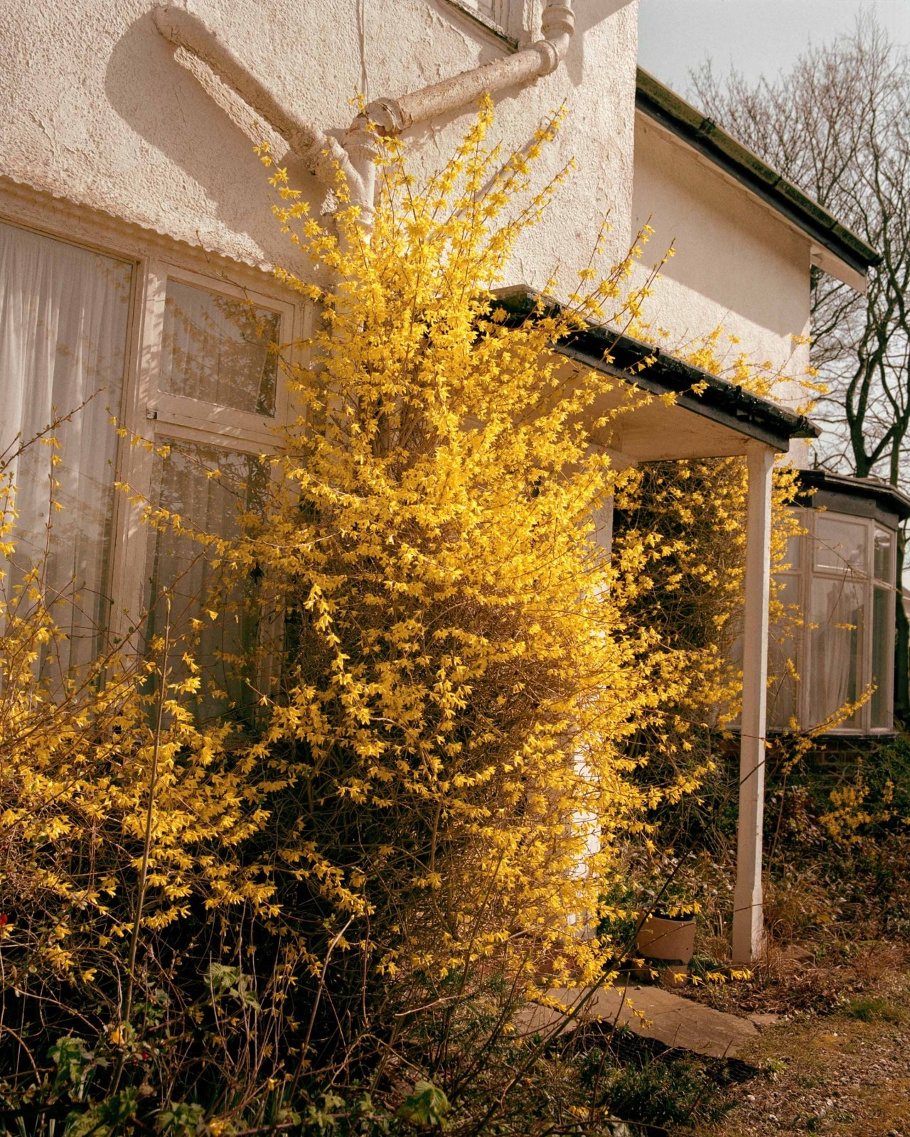 Bright yellow flowers grow up along the front of a house on the British coast.