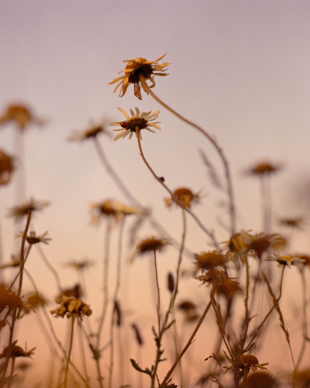 Several yellow flowers grow toward sunset sky.