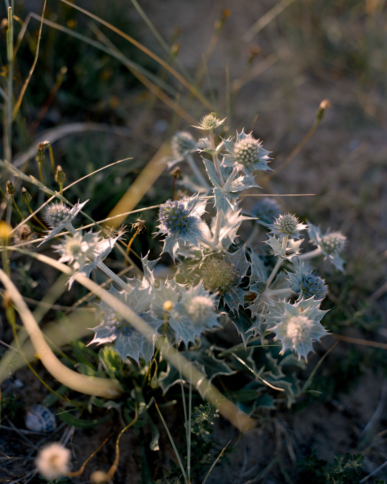 Close-up of a spiky, purple Sea Holly flower plant growing along British coastline.
