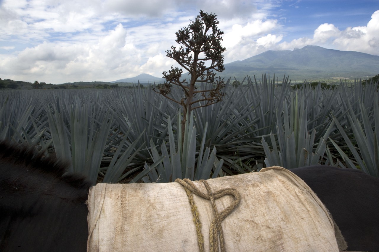 What’s the Real Cost of Mezcal?