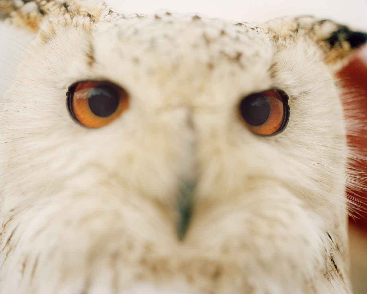 A white owl with orange eyes looks straight ahead.