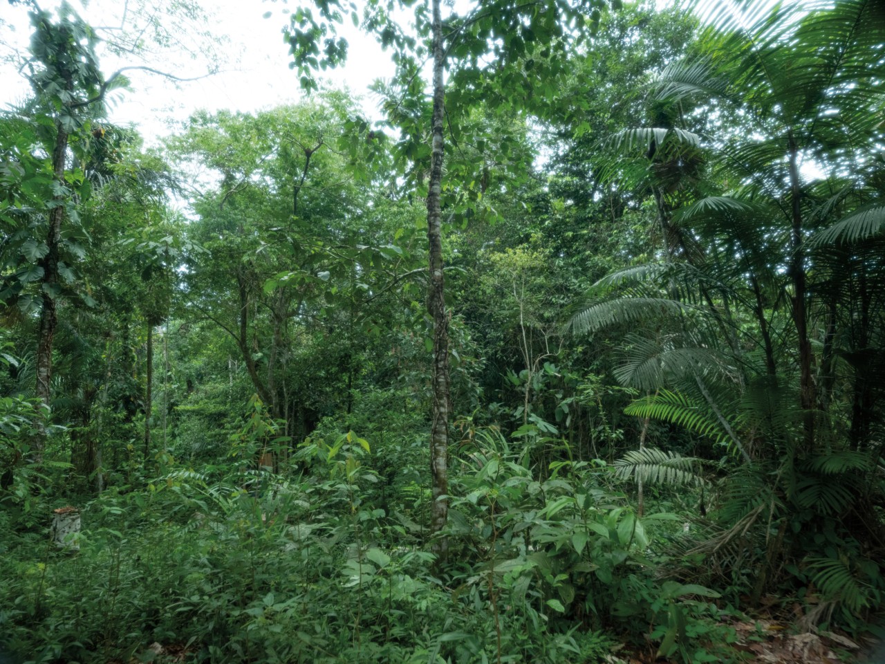 A shot from the trees of the Amazon rainforest.