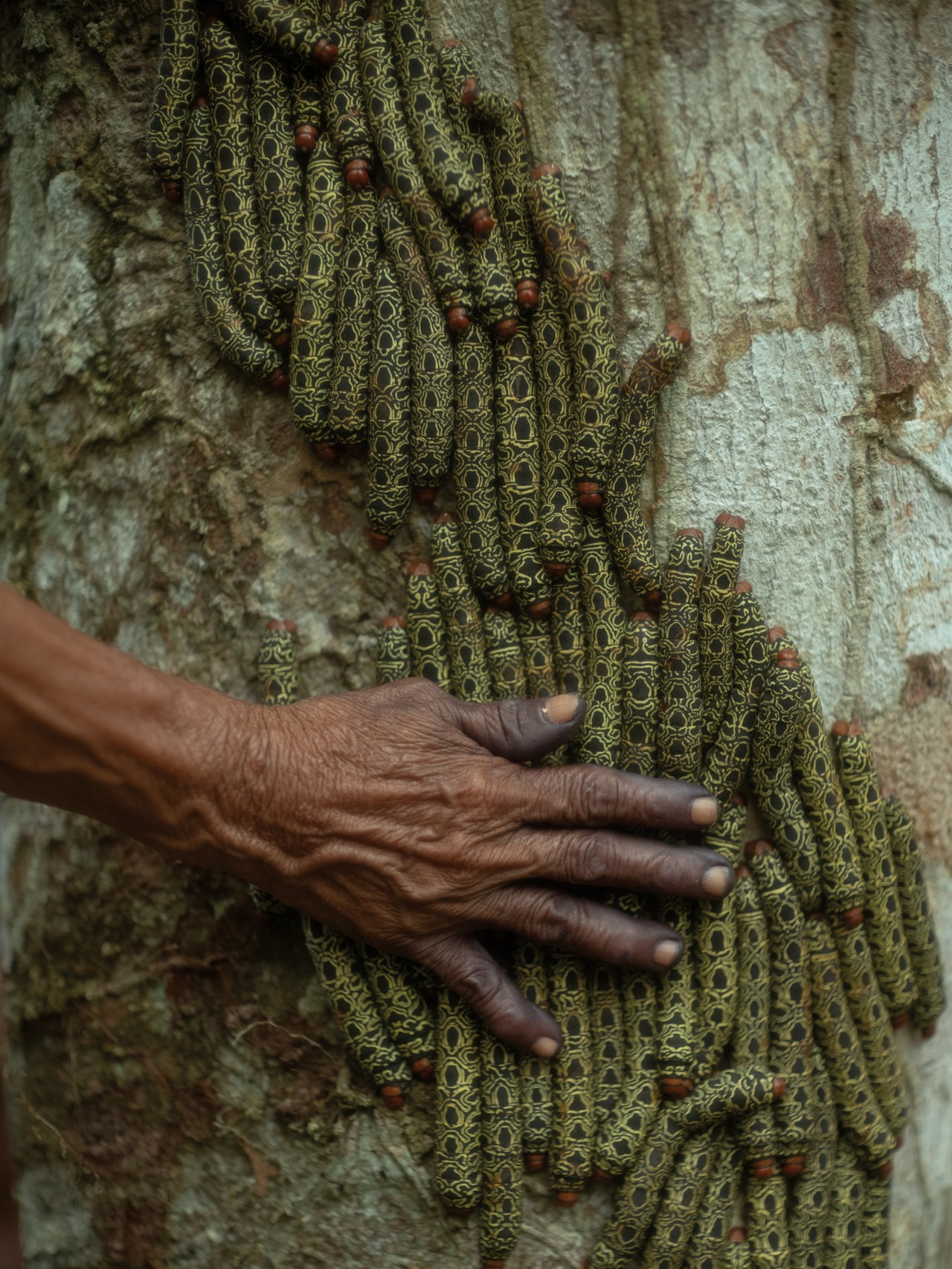 A person's hand is shown grazing the side of a tree.