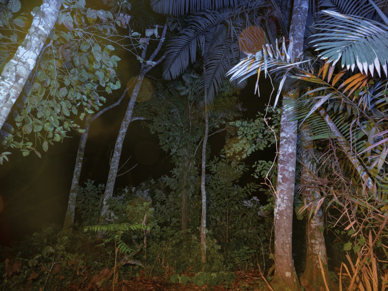 A night shot of the trees in the Amazon rainforest.