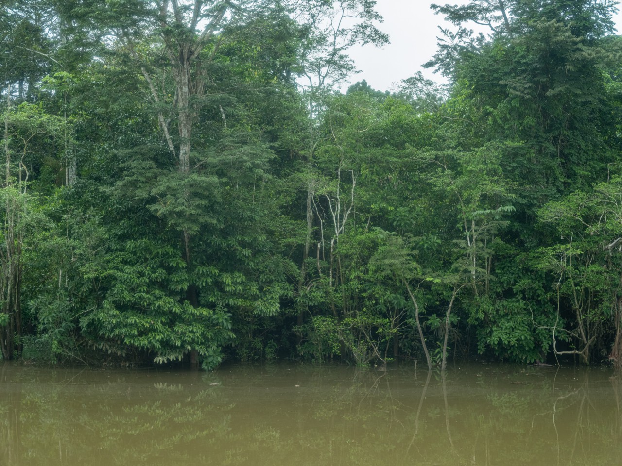 A large body of water sits in front of the entrance to the Amazon rainforest.