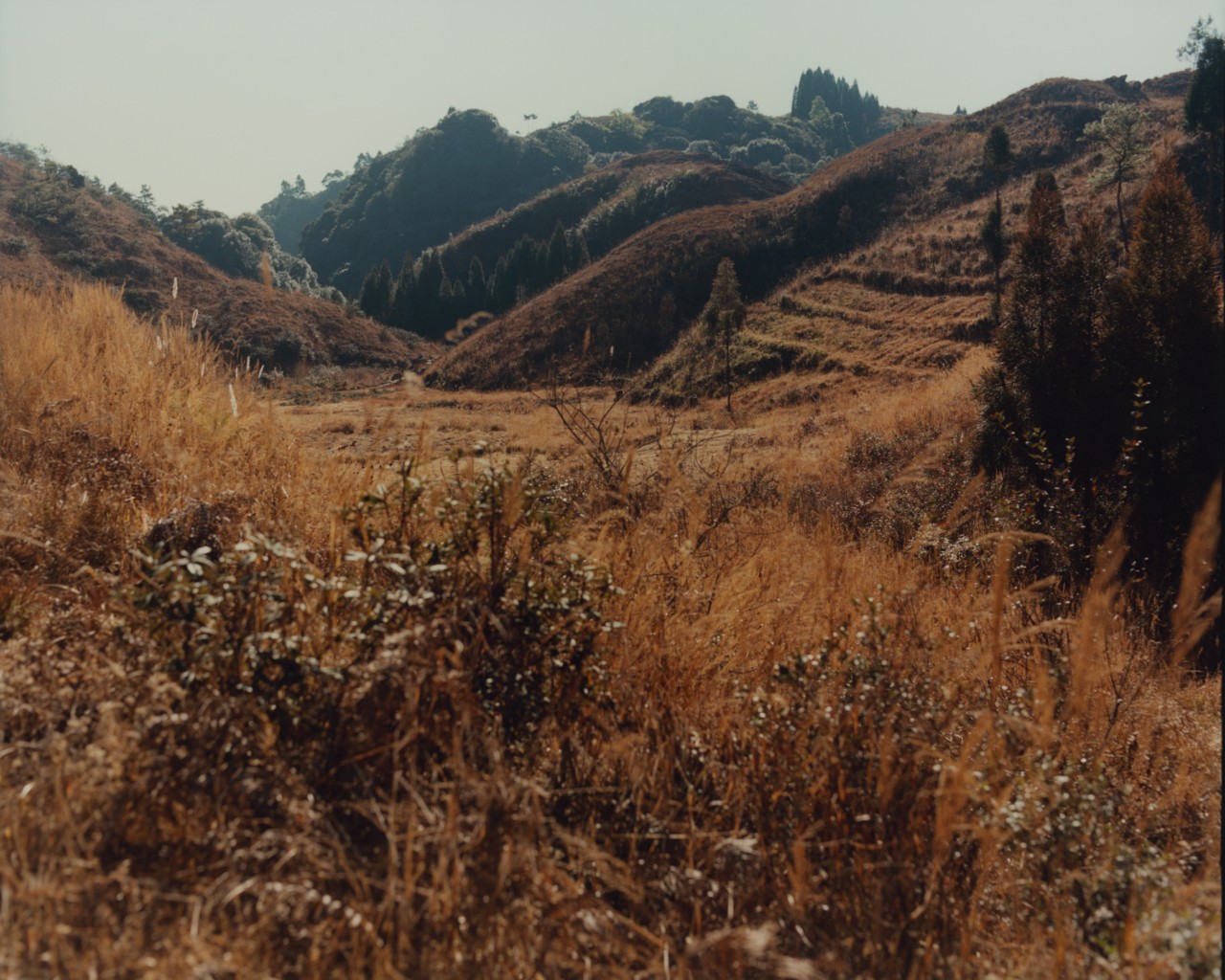 The grassy hills of an ancient forest in India.