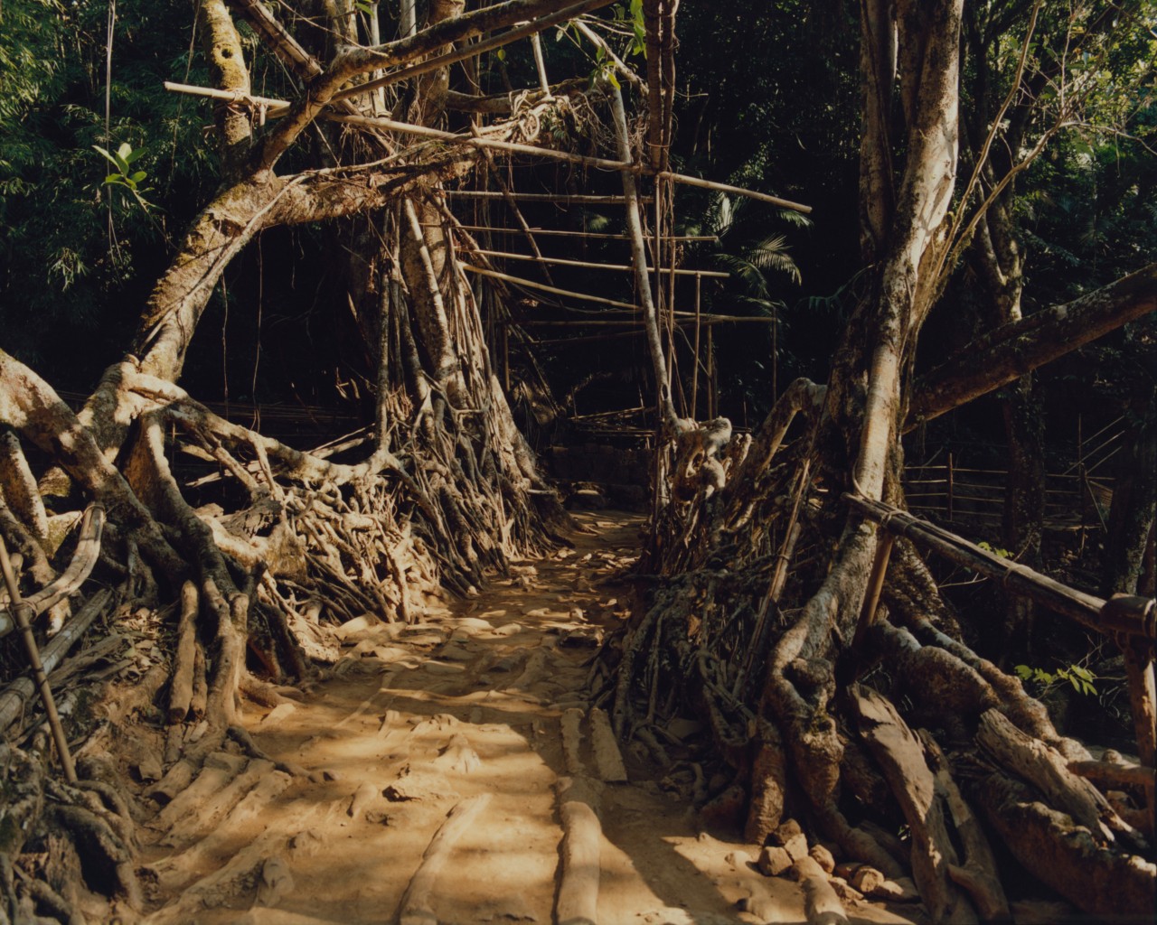 A narrow dirt path is centered between willowy trees in the ancient forest.
