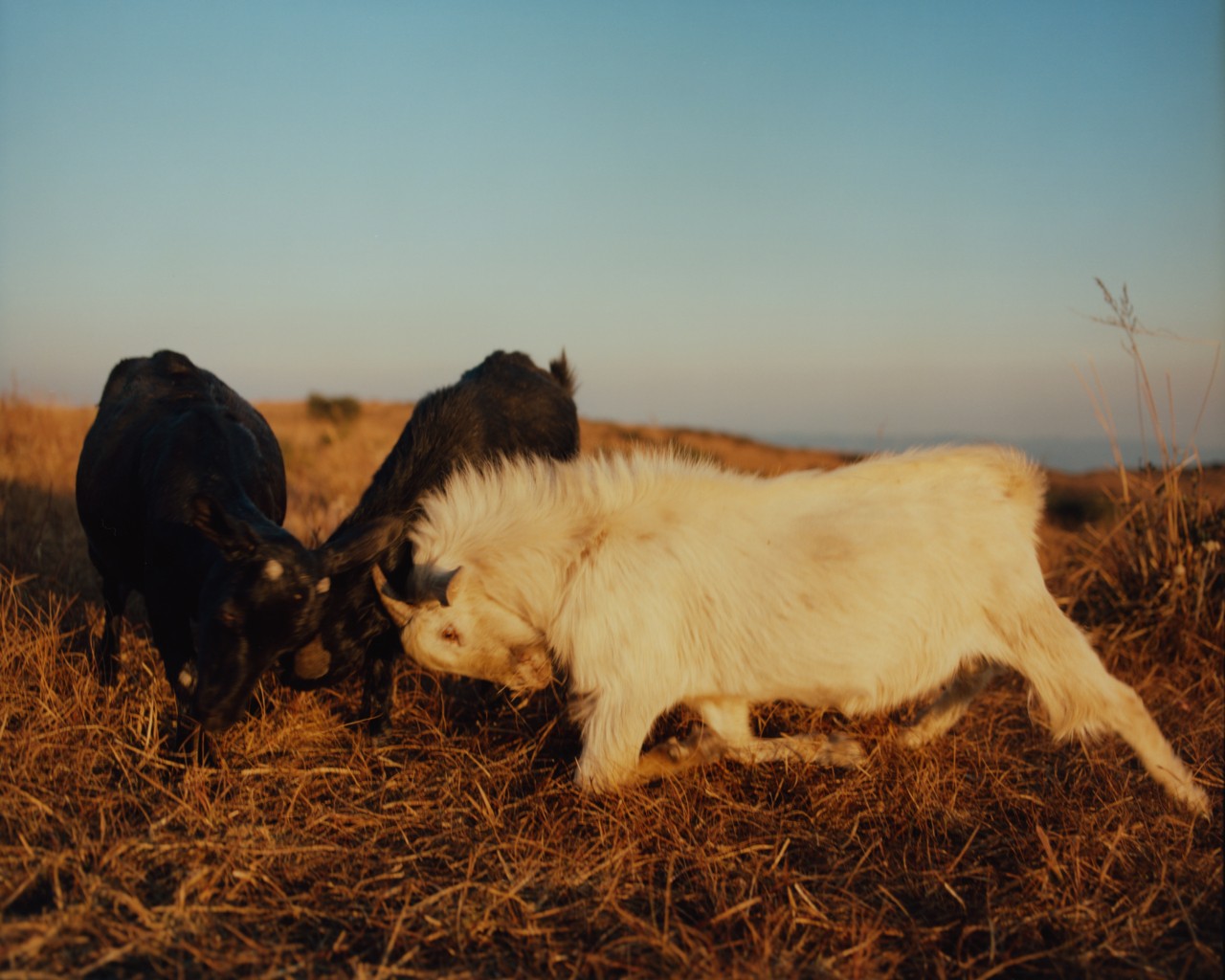 Two black goats and one white goat fight each other in an ancient forest in India.