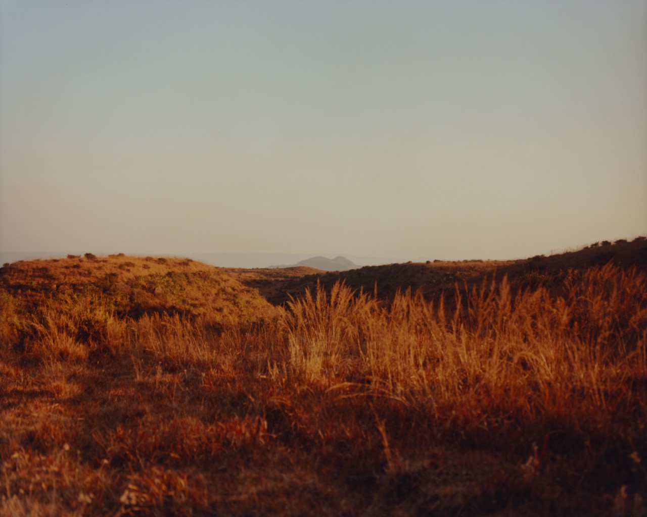 The brown plains of an ancient forest in India.
