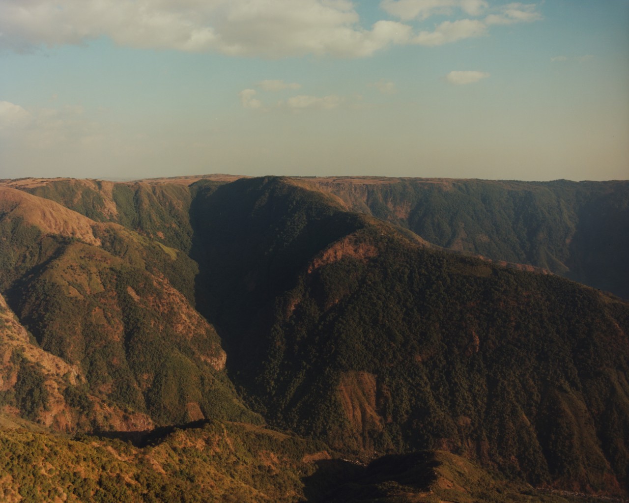 The green and brown canyons of the ancient forest.