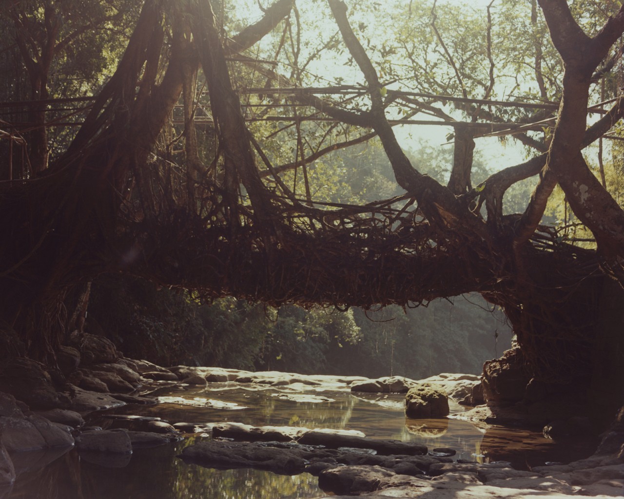 A large tree horizontally frames a rocky creek with the ancient forest in the background.