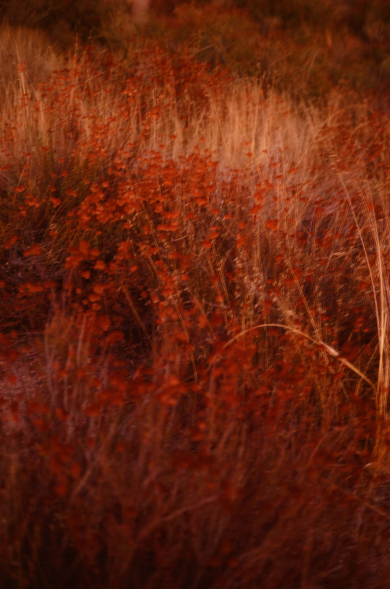 A field of orange flowers and tall brush are hazily lit by the sunlight.