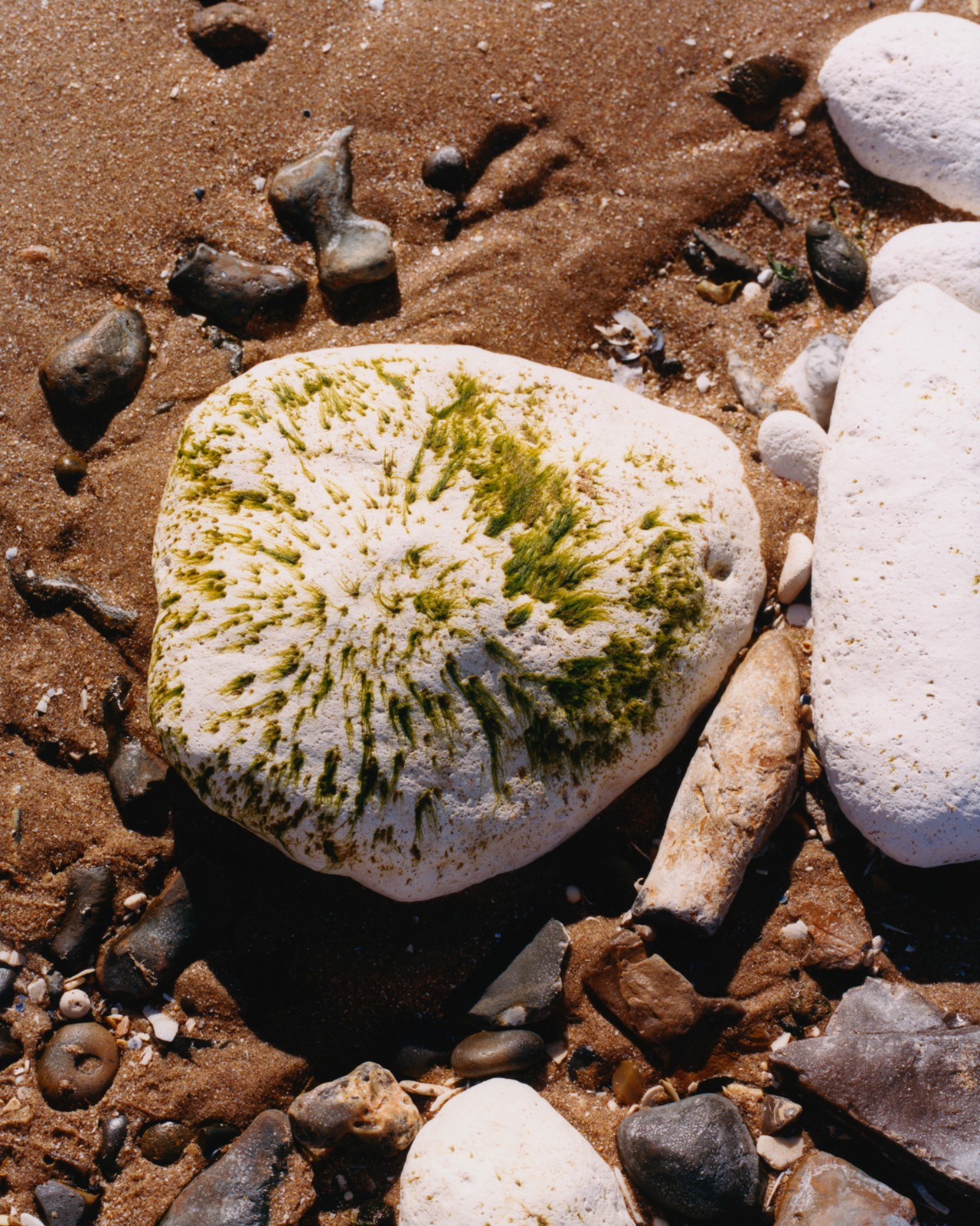 A medium sized white, mossy rock sits in the center of smaller rocks on a wet sand bed.