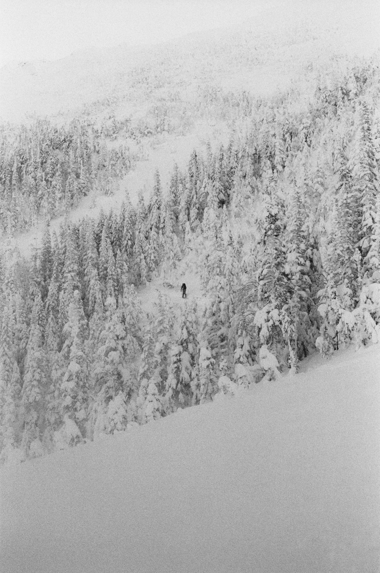 A person stands far away in the center of a cluster of trees on a snow packed mountain.
