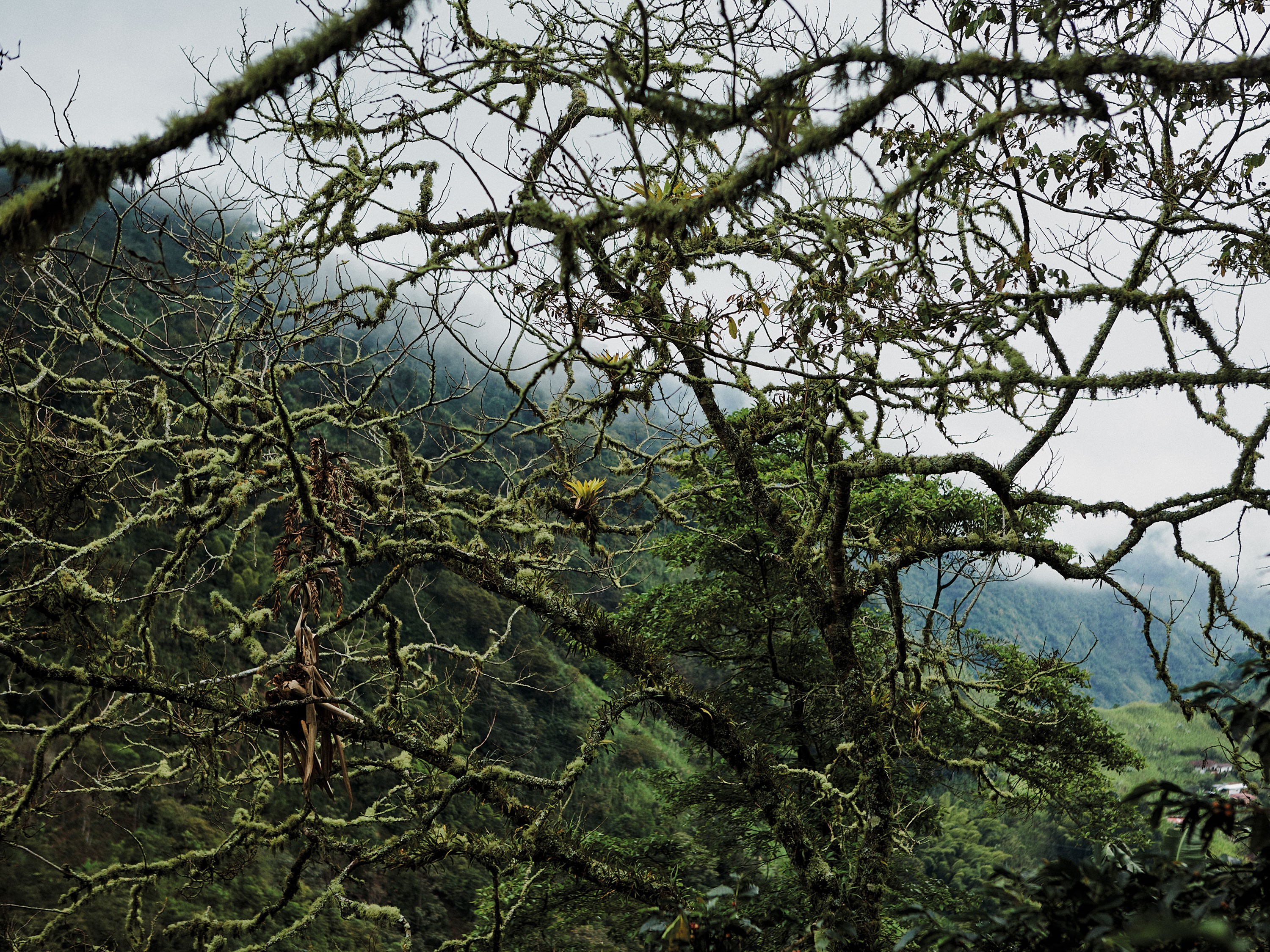Through mossy tree branches, a mountain sits high in the misty sky