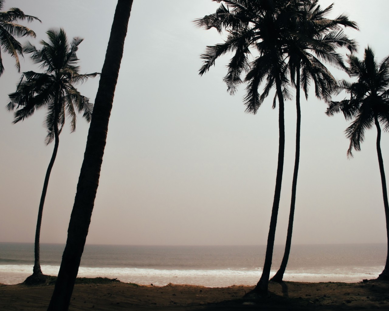 Large palm trees stand tall along a sandy beach coastline.