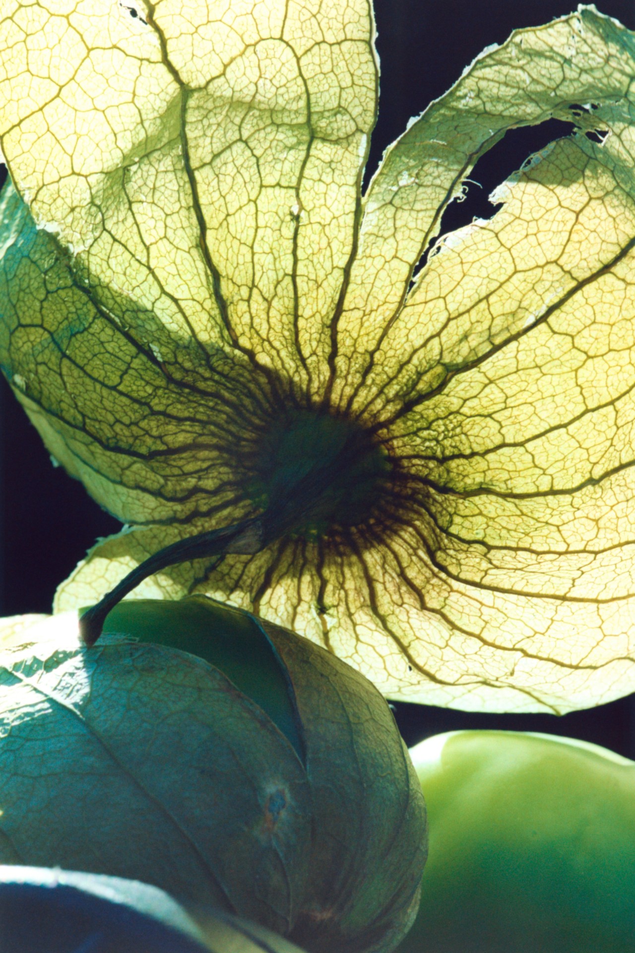 The sun shines through a transparent green plant.