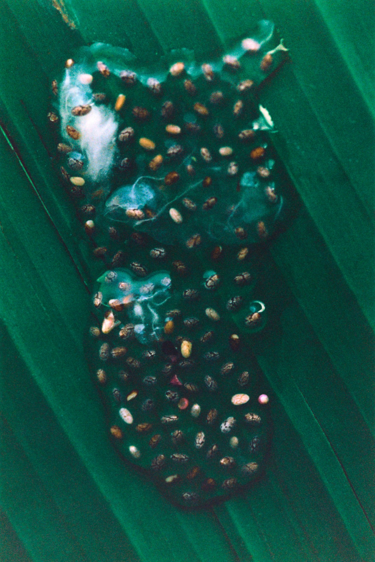 A gooey substance holds small beans inside of it while sitting on an evergreen background.