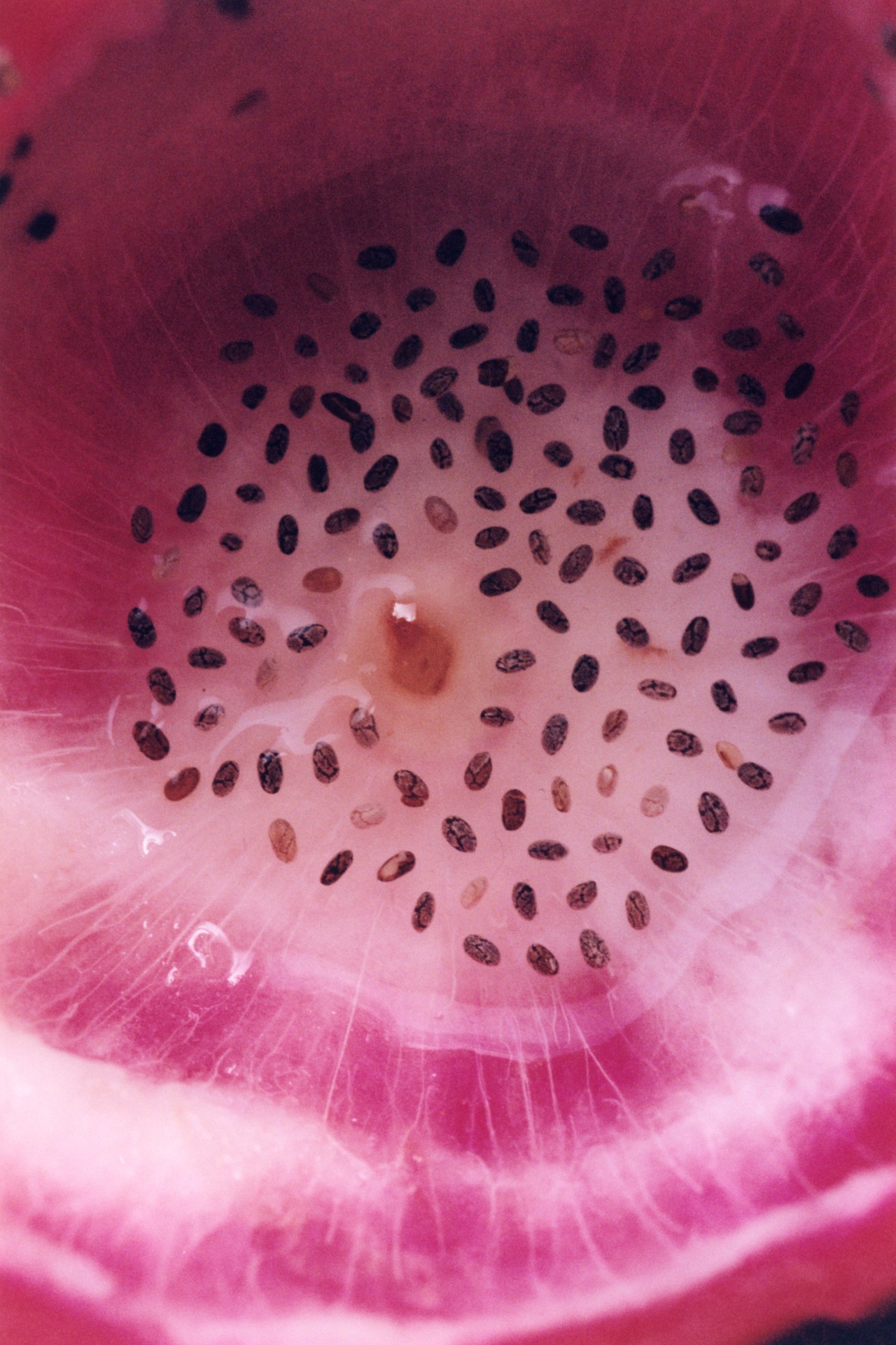 An up close shot of the pink insides of a piece of fruit. There are many tiny black seeds in the center.