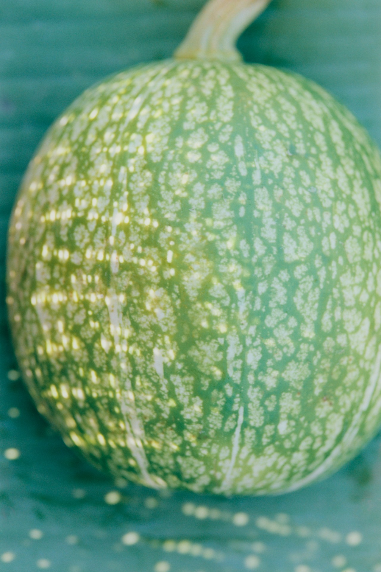 An upclose shot of a round green melon.