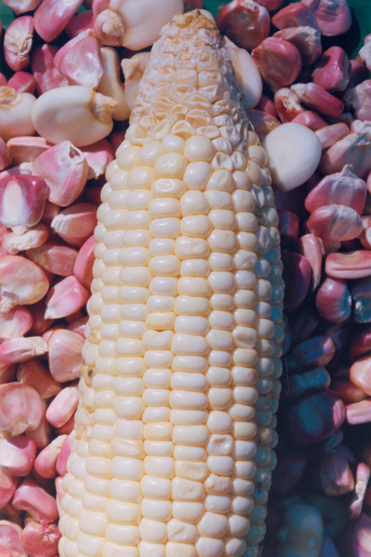 A corn on the cob lies flat on a a bed of pink and white cloves of garlic.