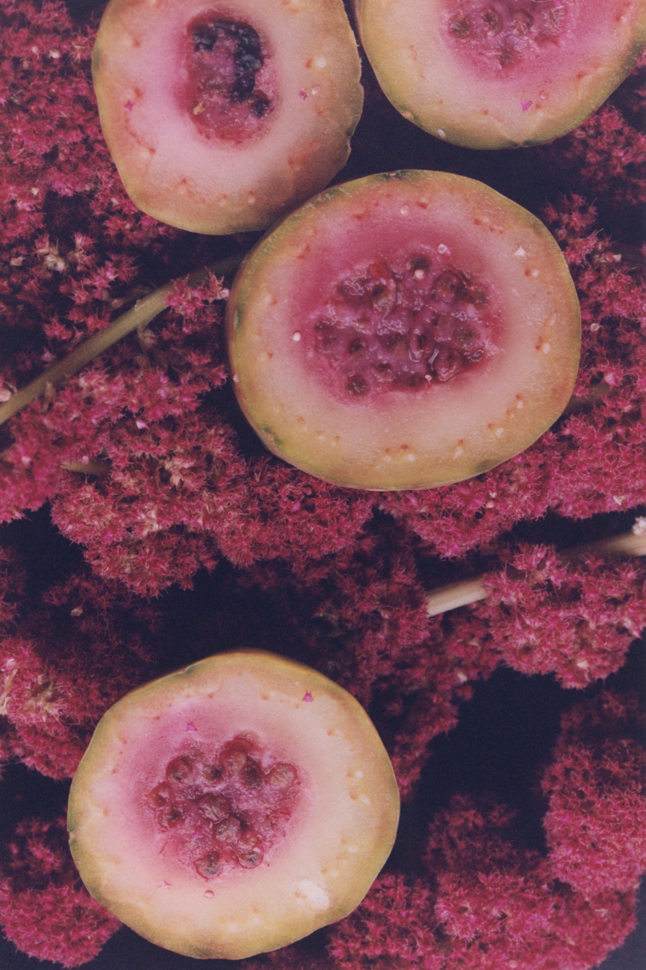 Four slices of fruit are arranged on top of a bright pink plant.